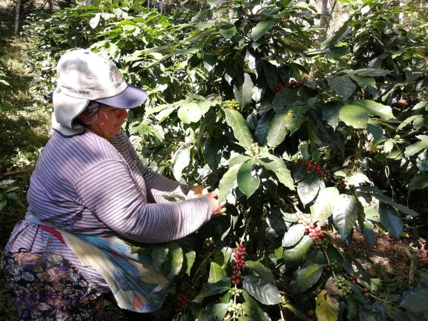CİPİZU PERU Kahvesini satın al Gurme Kahveci