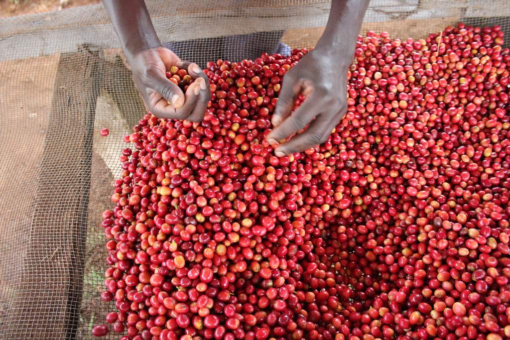 KİBİNGO INTENSO ANAEROBİC BURUNDİ Kahvesini satın al Gurme Kahveci